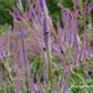 Garten-Kandelaberehrenpreis 'Fascination'