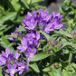 Campanula glomerata 'Dahurica', gen.
