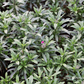 Erysimum cheiri 'Red Jep'  -R-