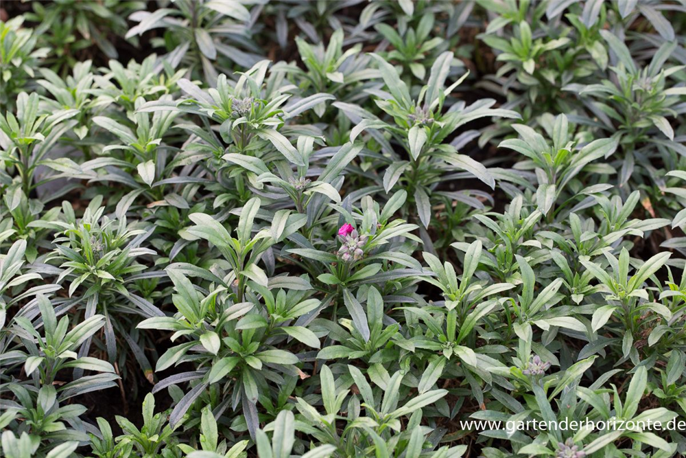 Erysimum cheiri 'Red Jep'  -R-