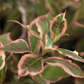 Weigela florida 'Monet'®