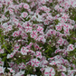 Hohe Flammenblume