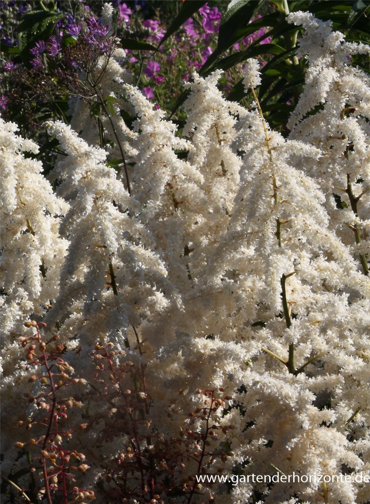 Garten-Prachtspiere 'Deutschland'