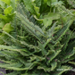 Flacher Filigranfarn 'Proliferum Herrenhausen'
