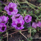 Geranium cinereum 'Laurence Flatman'