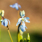 Sibirischer Blaustern  - 10 Blumenzwiebeln