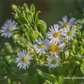 Wild-Aster 'Ashvi'