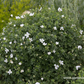 Garten-Schnee-Storchschnabel 'Album'