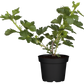 Stachelbeere 'Hinnonmäki'