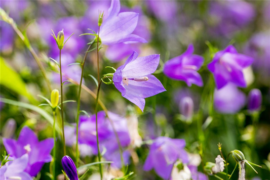 Campanula rotundifolia