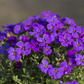 Aubrieta x cult.'Hamburger Stadtpark'