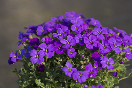 Aubrieta x cult.'Hamburger Stadtpark'
