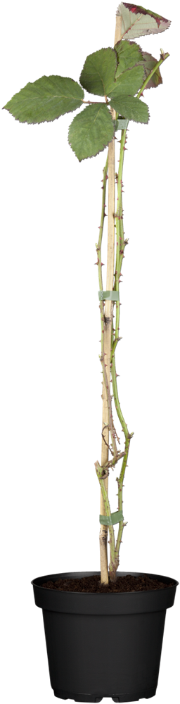Brombeere 'Theodor Reimers'