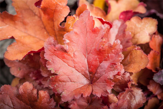 Rotlaubige Purpurglöckchen