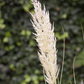 Cortaderia selloana 'Weiße Feder'