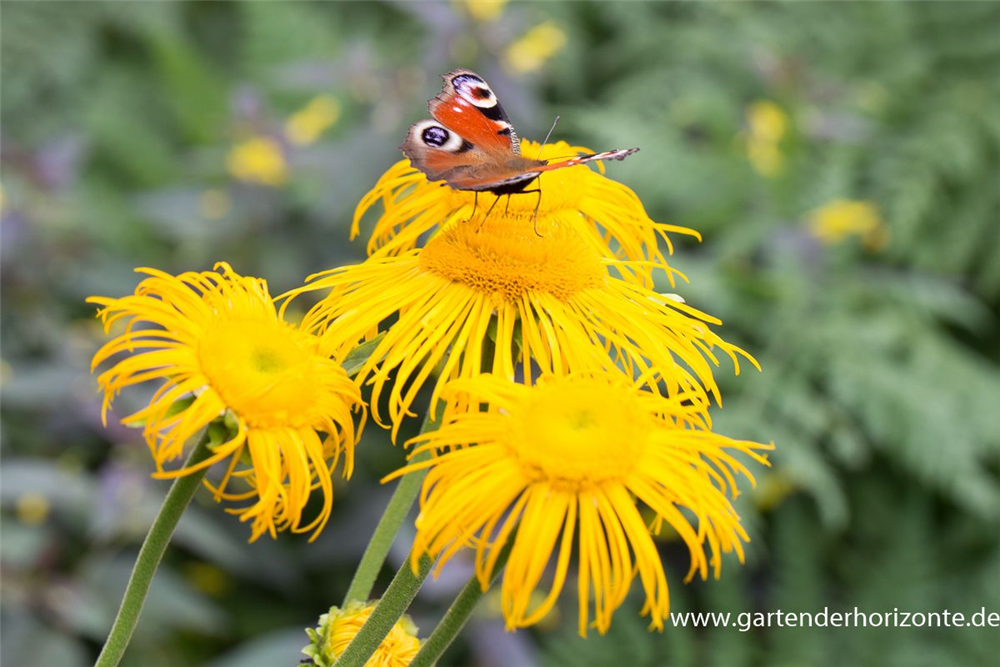 Großblumiger Scheinalant