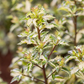 Stechpalme 'White Cream'