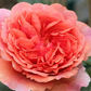 Nostalgische Rose 'Chippendale'®