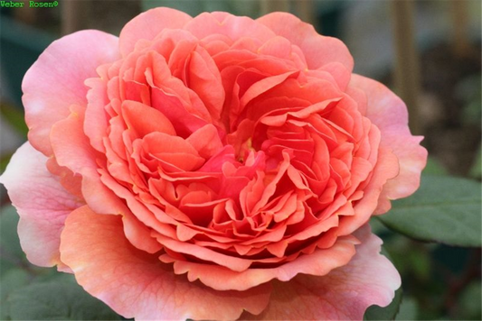 Nostalgische Rose 'Chippendale'®