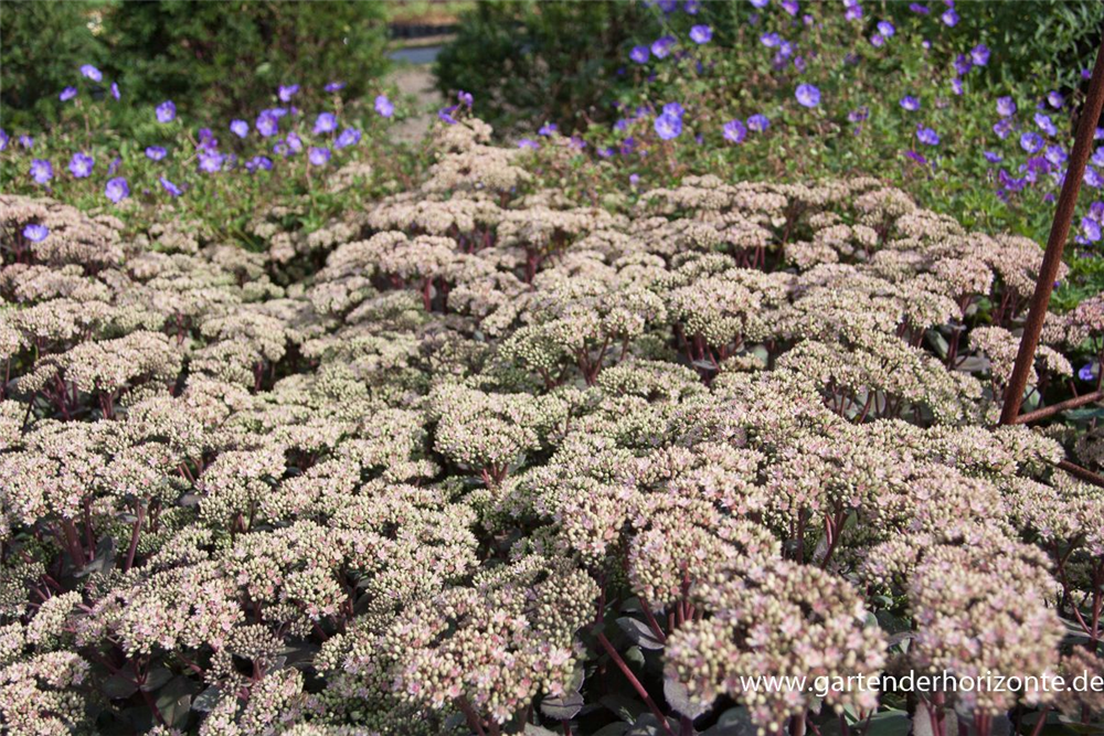 Großes Garten-Fettblatt