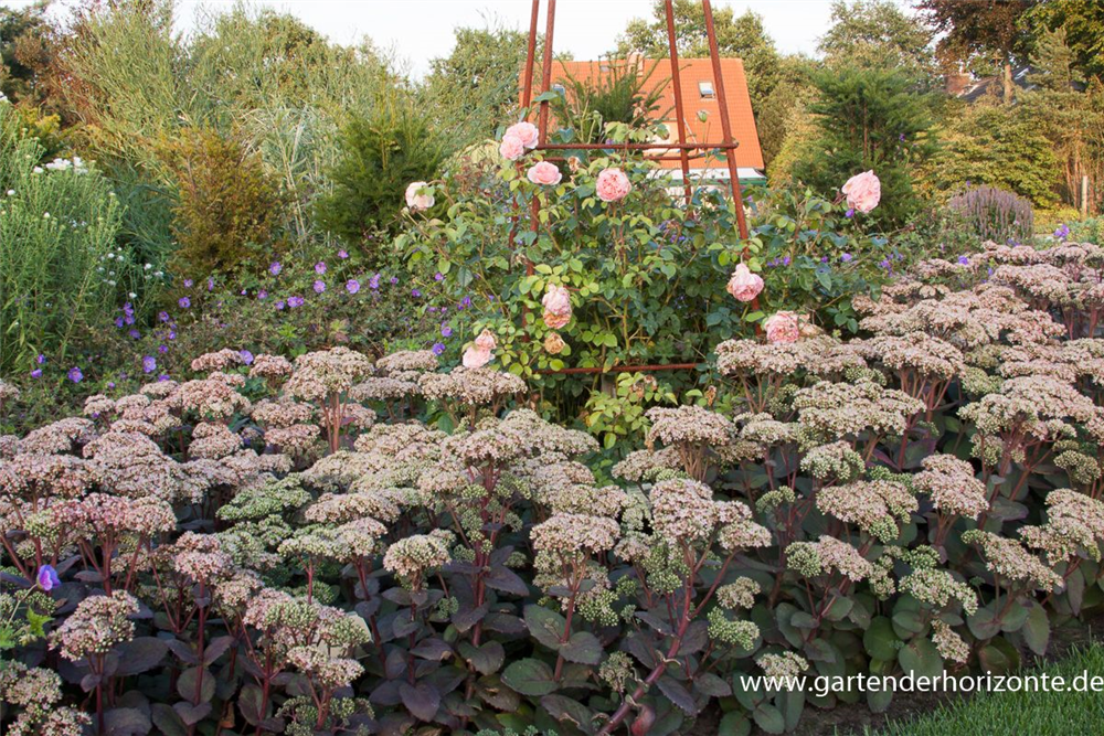Großes Garten-Fettblatt