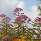 Großer Garten-Wasserdost 'Riesenschirm'