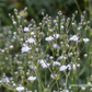 Gypsophila repens 'Compacta Plena'
