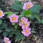 Garten-Zier-Erdbeere 'Pink Panda'®