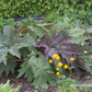 Rheum palmatum var.tanguticum