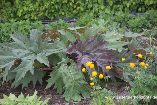 Rheum palmatum var.tanguticum