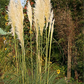 Cortaderia selloana 'Weiße Feder'