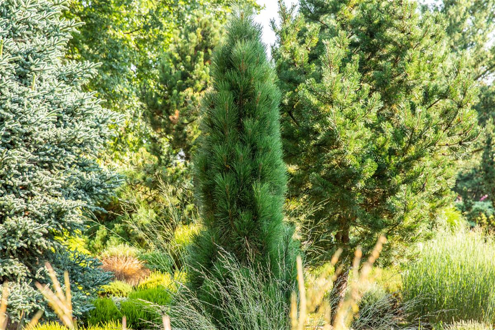 Schwarzkiefer 'Green Tower'