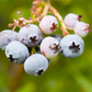 Vaccinium corymbosum 'Bonus'