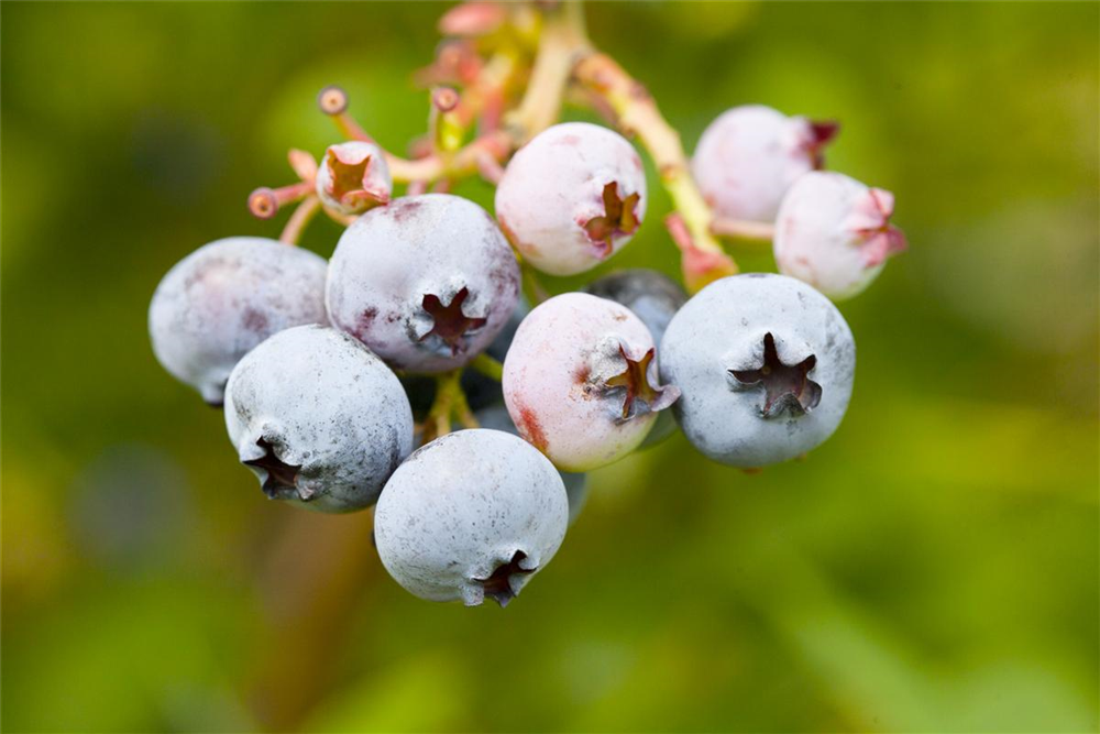 Vaccinium corymbosum 'Bonus'