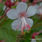 Geranium macrorrhizum 'Spessart'