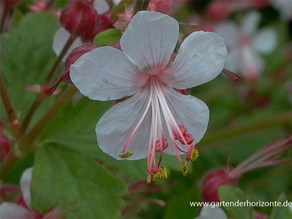 Geranium macrorrhizum 'Spessart'