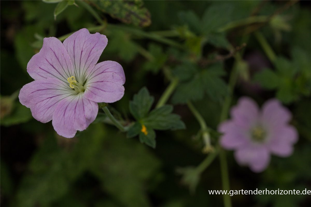 Garten-Storchschnabel