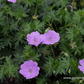Blutroter Storchschnabel 'Glenluce'
