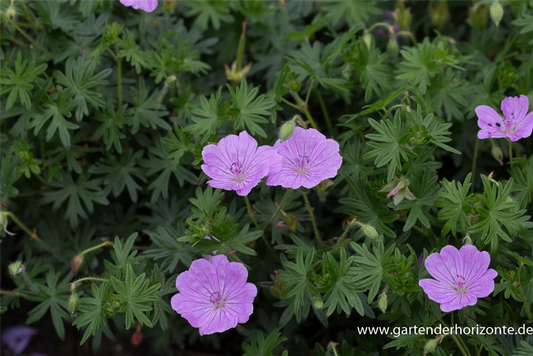 Blutroter Storchschnabel 'Glenluce'