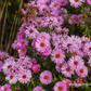 Kissen-Aster