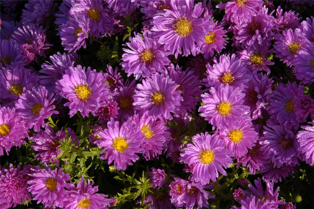 Garten-Kissen-Aster 'Kassel'