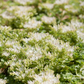 Garten-Teppich-Fettblatt 'Album Superbum'