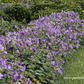Garten-Storchschnabel 'Philippe Vapelle'