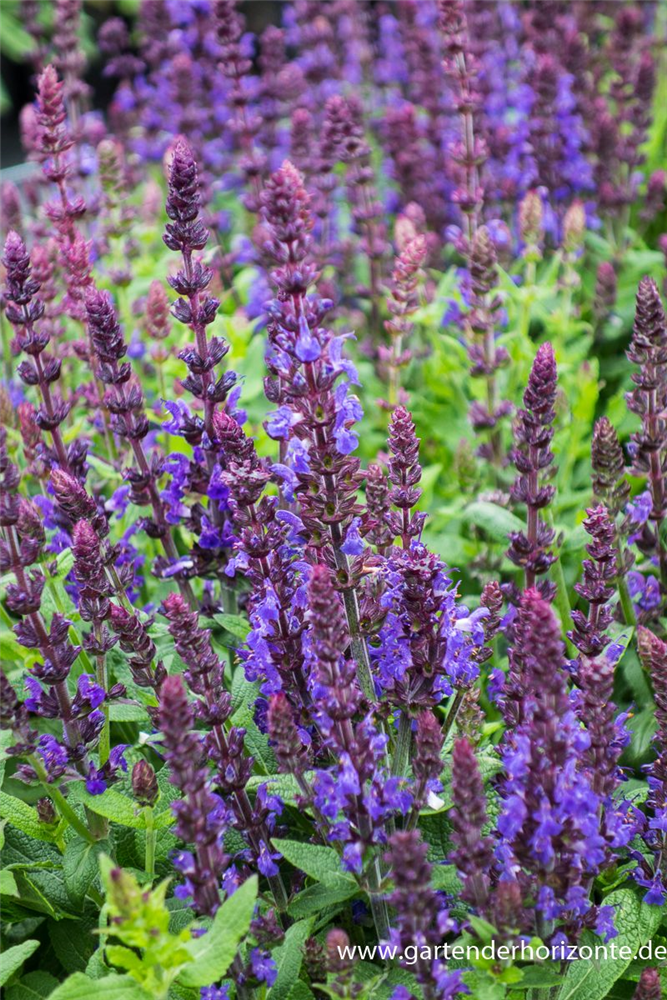 Garten-Blüten-Salbei