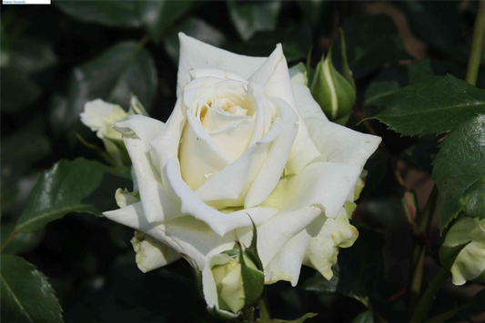 Kletterrose 'Alaska'®