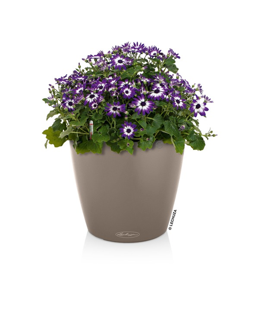 LECHUZA CLASSICO Color 28