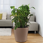 LECHUZA CLASSICO Color 43