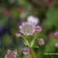 Astrantia major 'Florence'  -R-