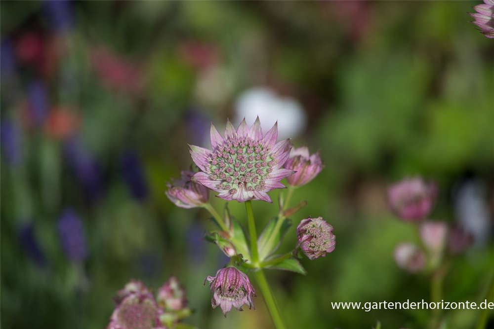 Astrantia major 'Florence'  -R-