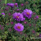 Garten-Raublatt-Aster 'Purple Dome'